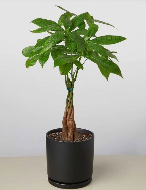 Nubian Money Tree