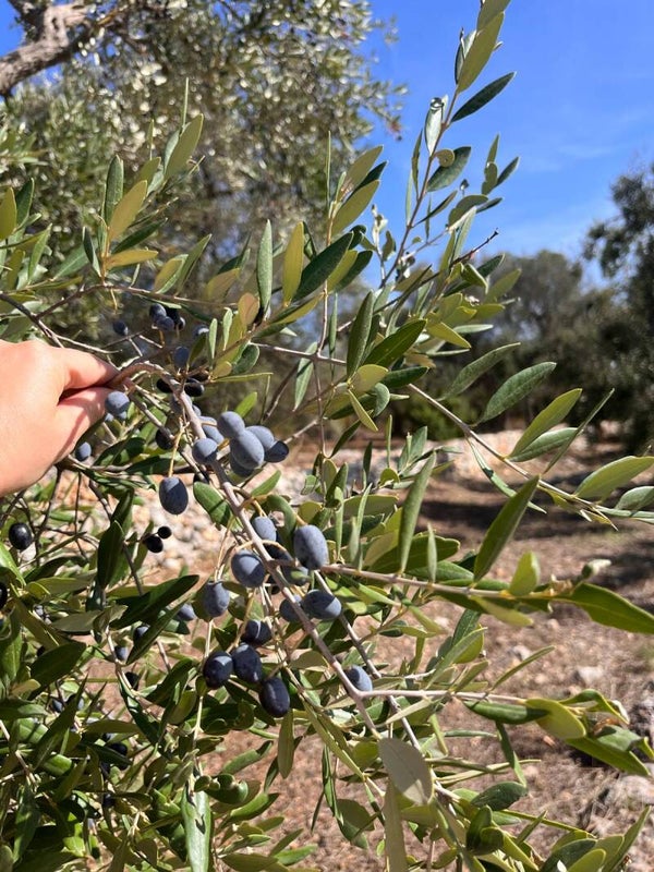 Navulling Extra Vierge Olijfolie 🫒🌿🇮🇹