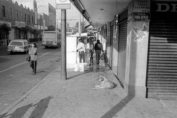 LES PIGEONS DU ZÒCALO