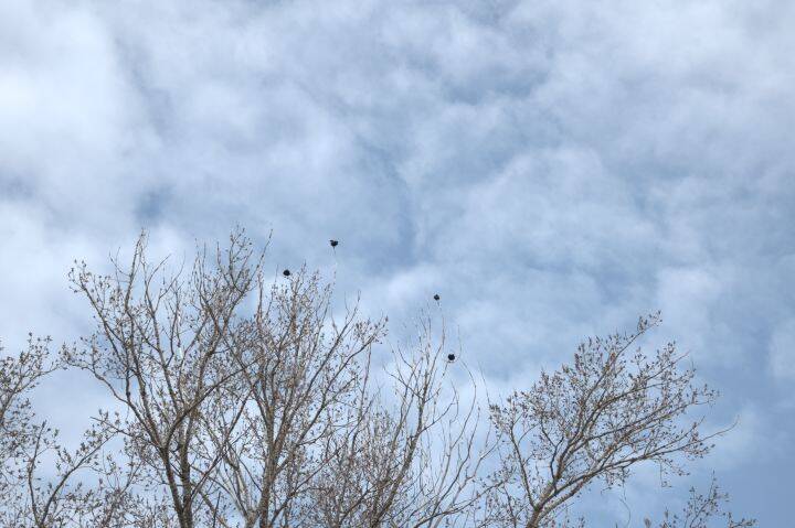 RAVENS