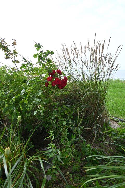 CHEMIN DU ROY