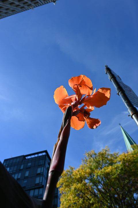 DOWN TOWN MONTREAL