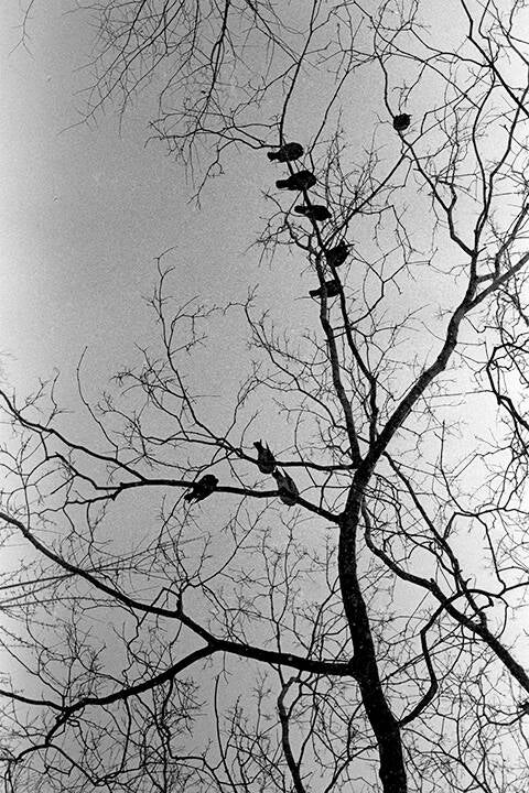 Black & white 35 mm negatives.