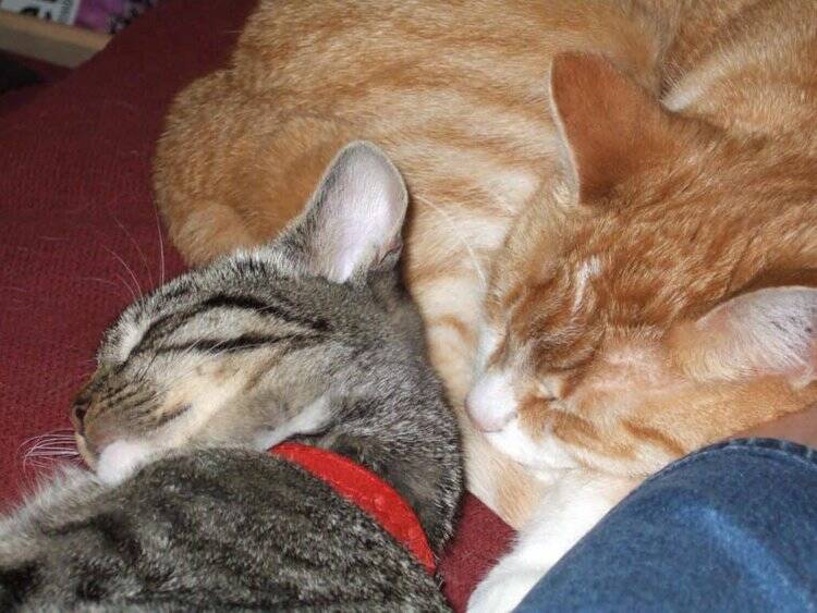 Sailor an Wilma napping.