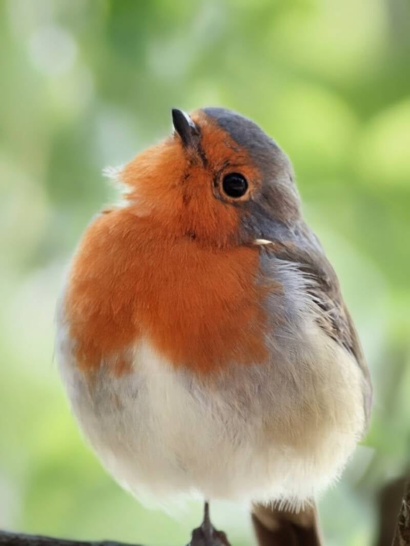 robin2-standard.jpg