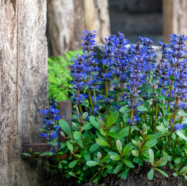 Bugle rampante (Ajuga reptans)