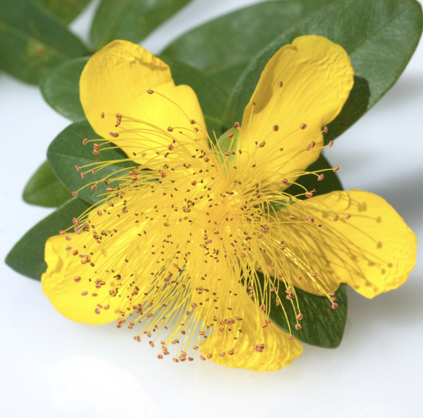 Millepertuis à grandes fleurs (Hypericum calycinum)