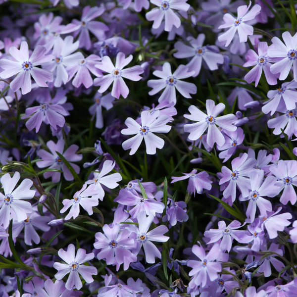 Phlox mousse (Phlox subulata)
