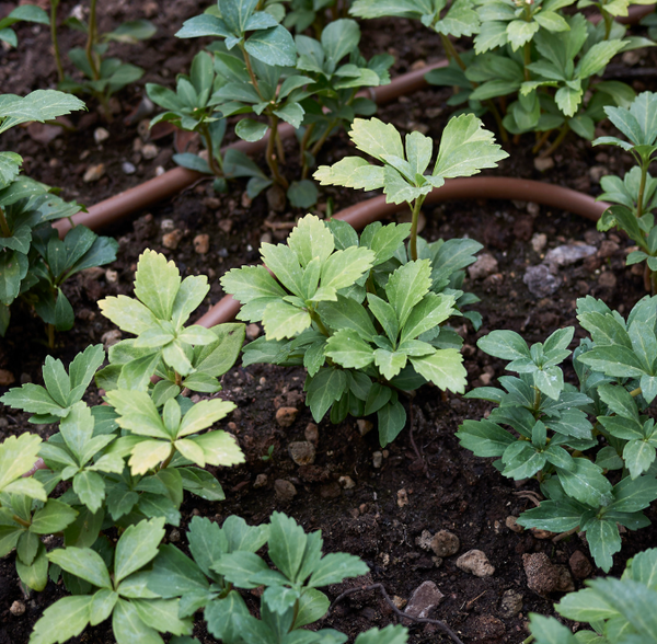 Pachysandra terminalis