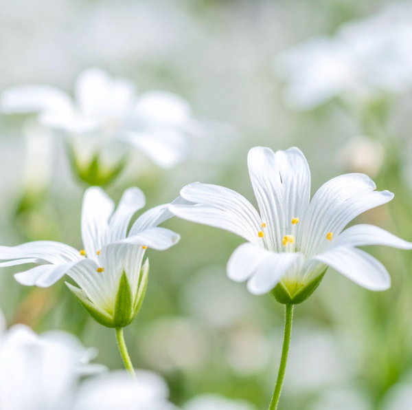 Céraiste tomenteux (Cerastium tomentosum)