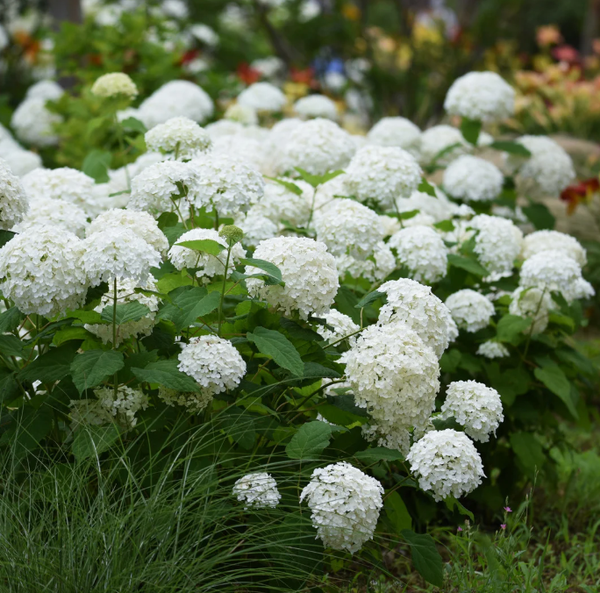 Hortensia Annabelle (Hydrangea)