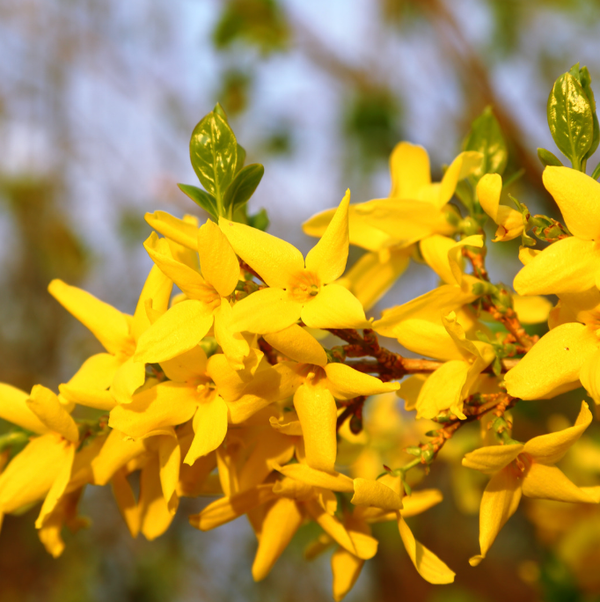 Forsythia x intermedia