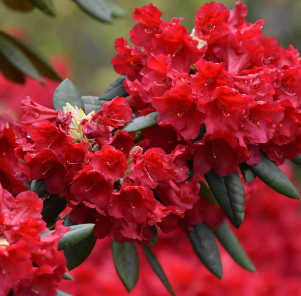 Rhododendron "abba"