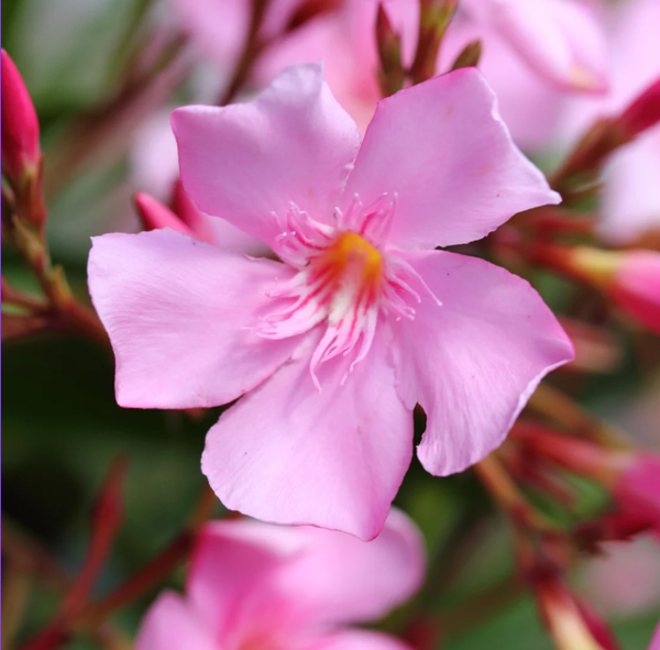Laurier-rose (Nerium oleander)