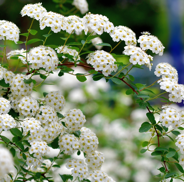 Spirée x cinerea (Spiraea)