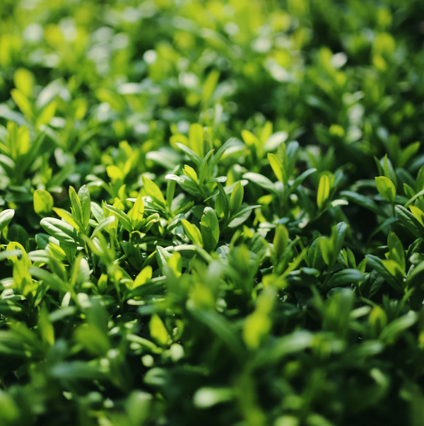 Troène (Ligustrum)