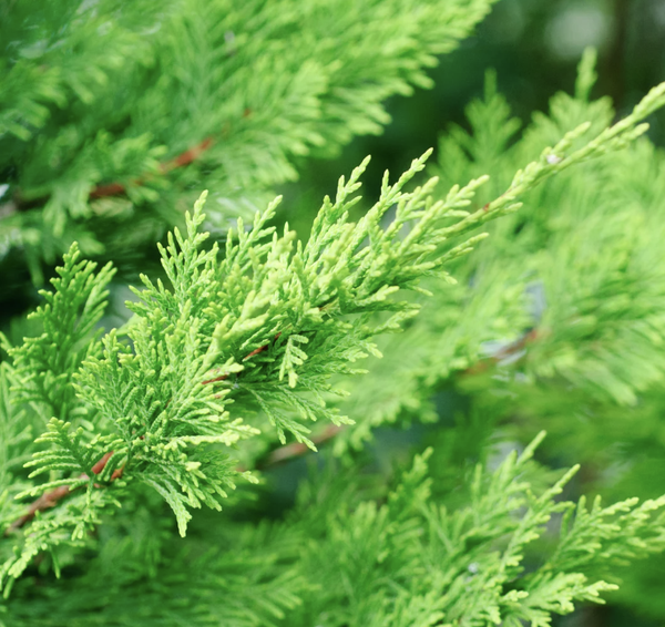 Cyprès de Leyland (Cupressocyparis leylandii)