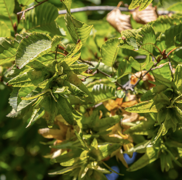 Charme (Carpinus betulus)