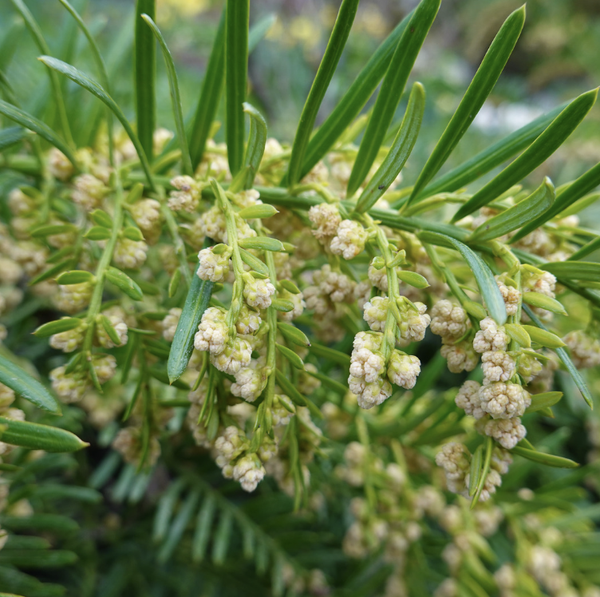 If commun (Taxus baccata)