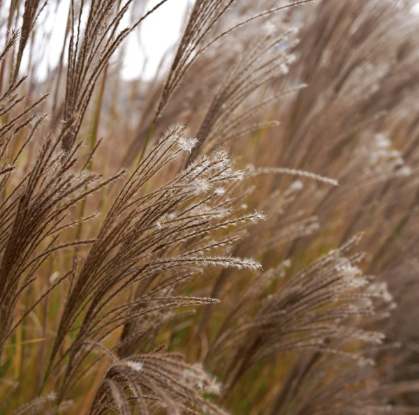 Roseau de Chine (Miscanthus sinensis)