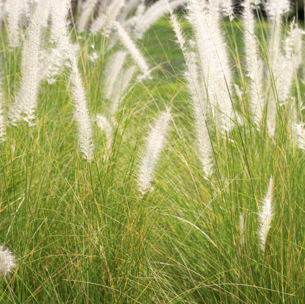 Herbe aux écouvillons (Pennisetum alopecuroides)