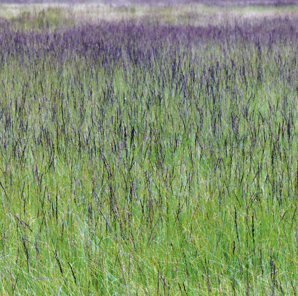 Molinie bleue (Molinia caerulea)