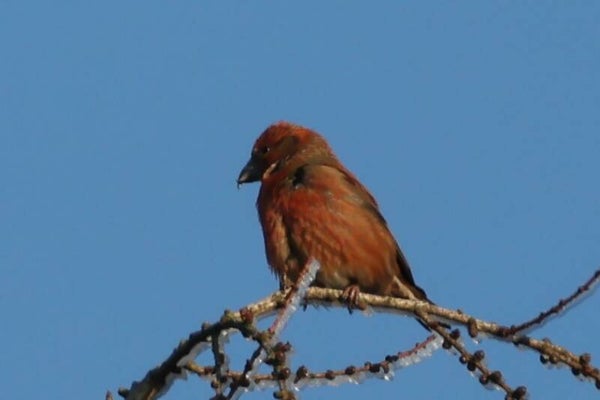 Vogelporträt