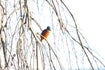 Naturfotographie K Mehnert