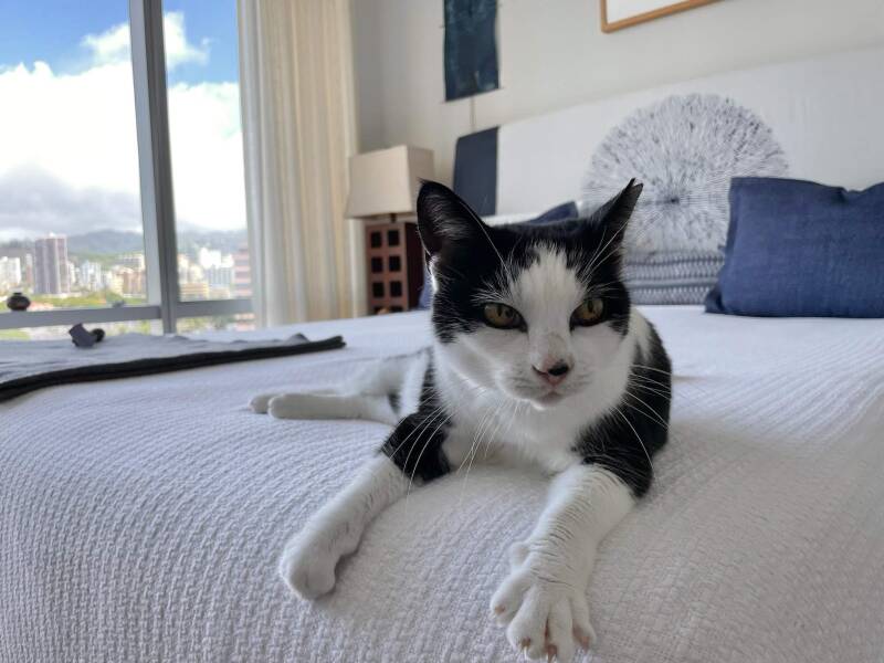Humphrey posing on the bed.