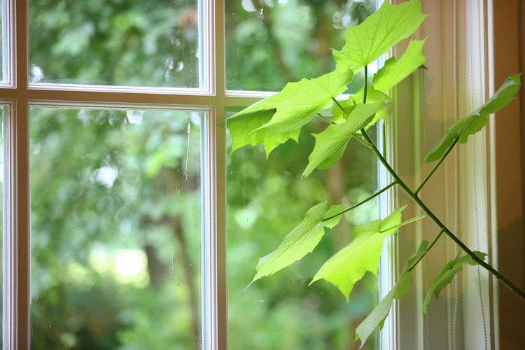 edith oosterhof energetisch therapeut Ingwierrum friesland  inzichtelijk coachen