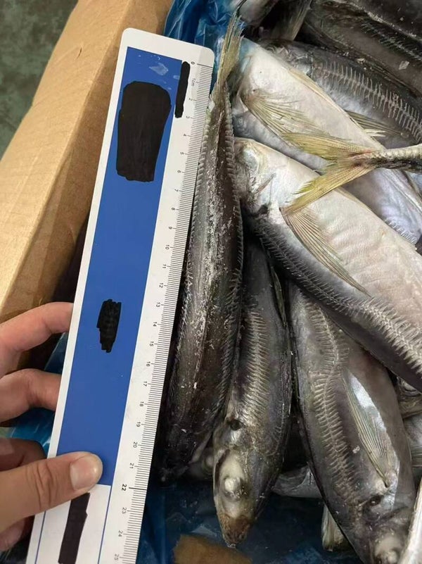 Horse Mackerel