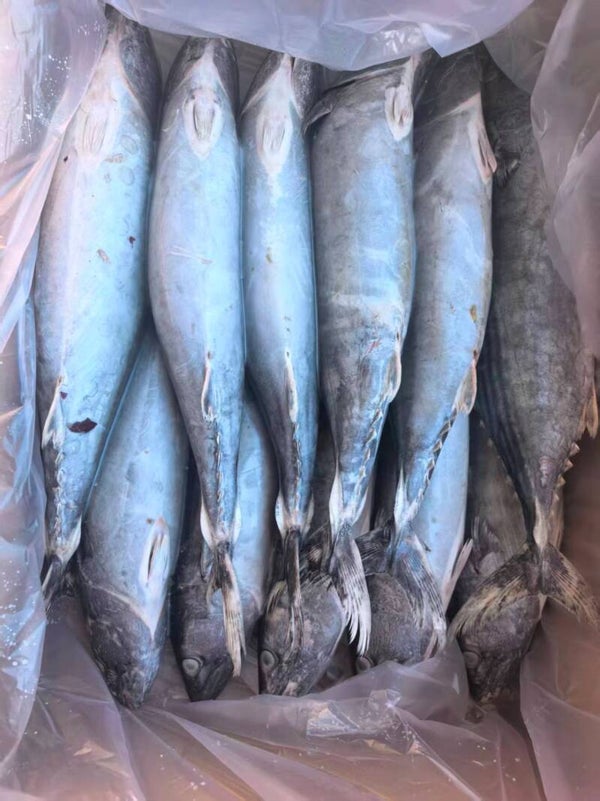 Bonito