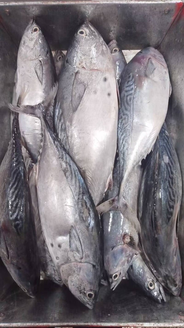 Bonito 2