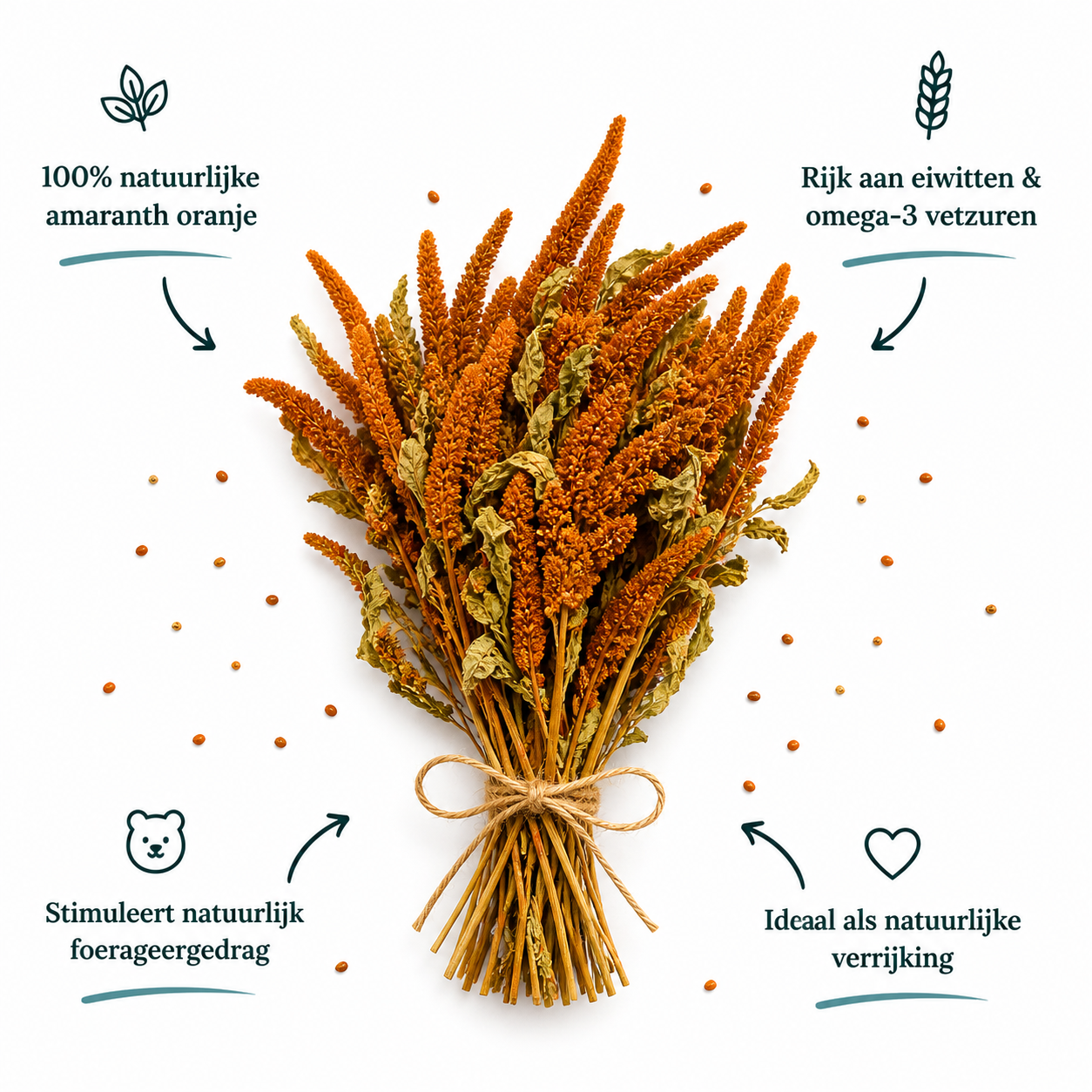 Amaranth oranje