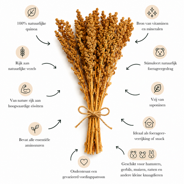 Quinoa