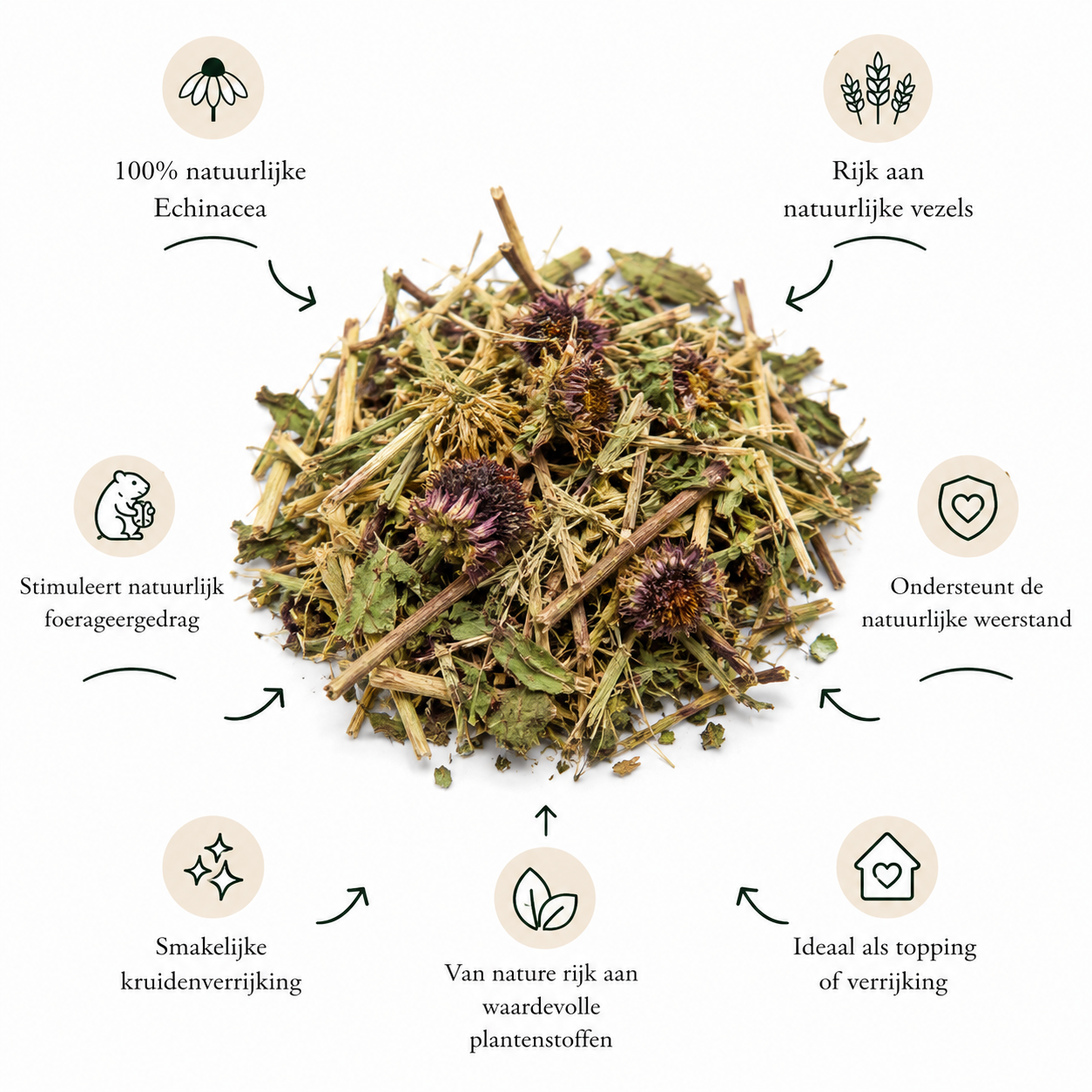 Echinacea