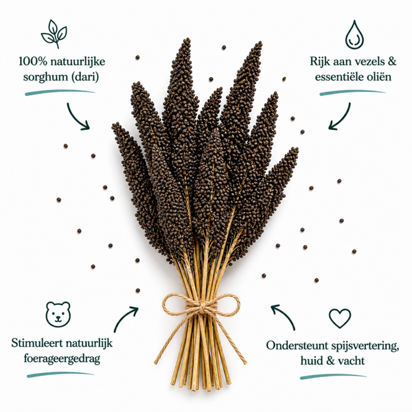 Sorghum (dari) zwart