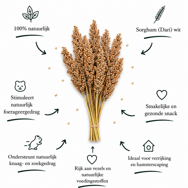 Sorghum (dari) wit