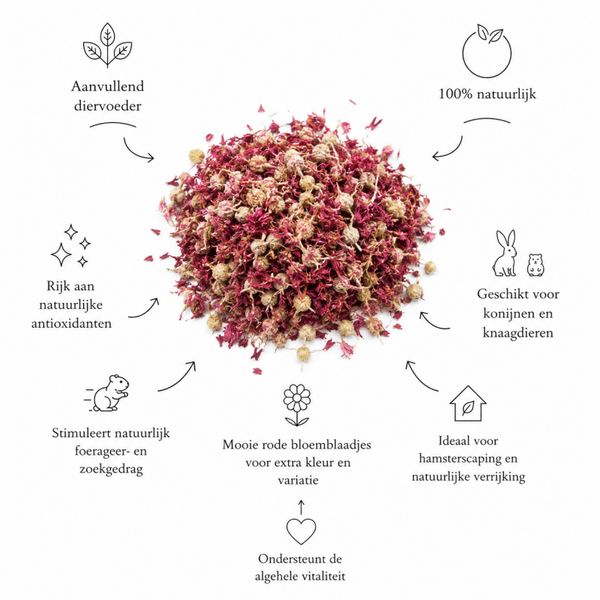 Korenbloem (rood)