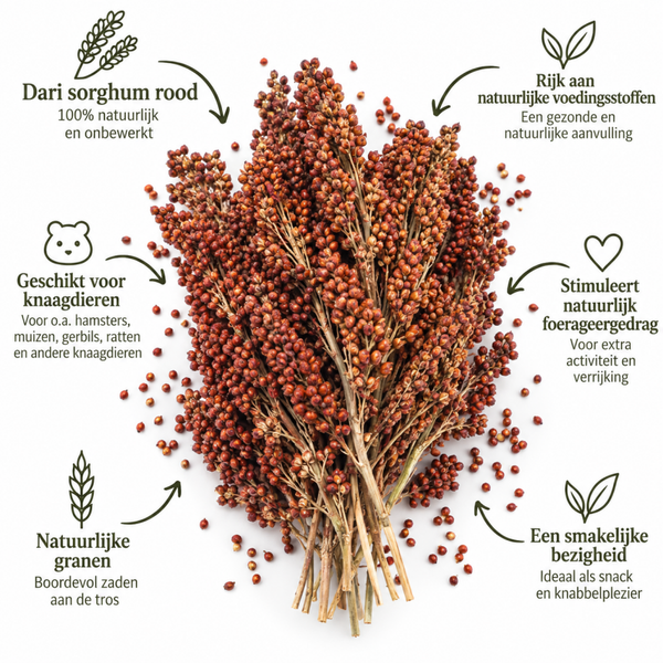 Sorghum (dari) rood