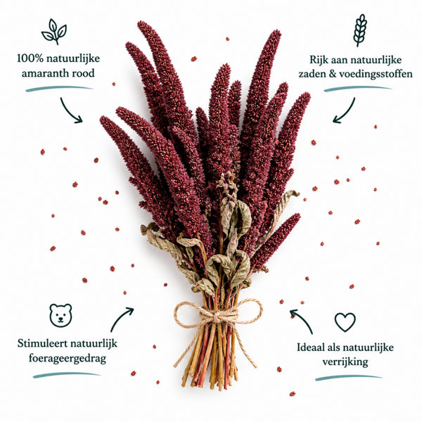 Amaranth rood