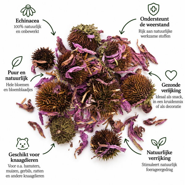 Echinacea bloemen