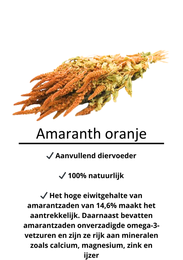 Amaranth oranje