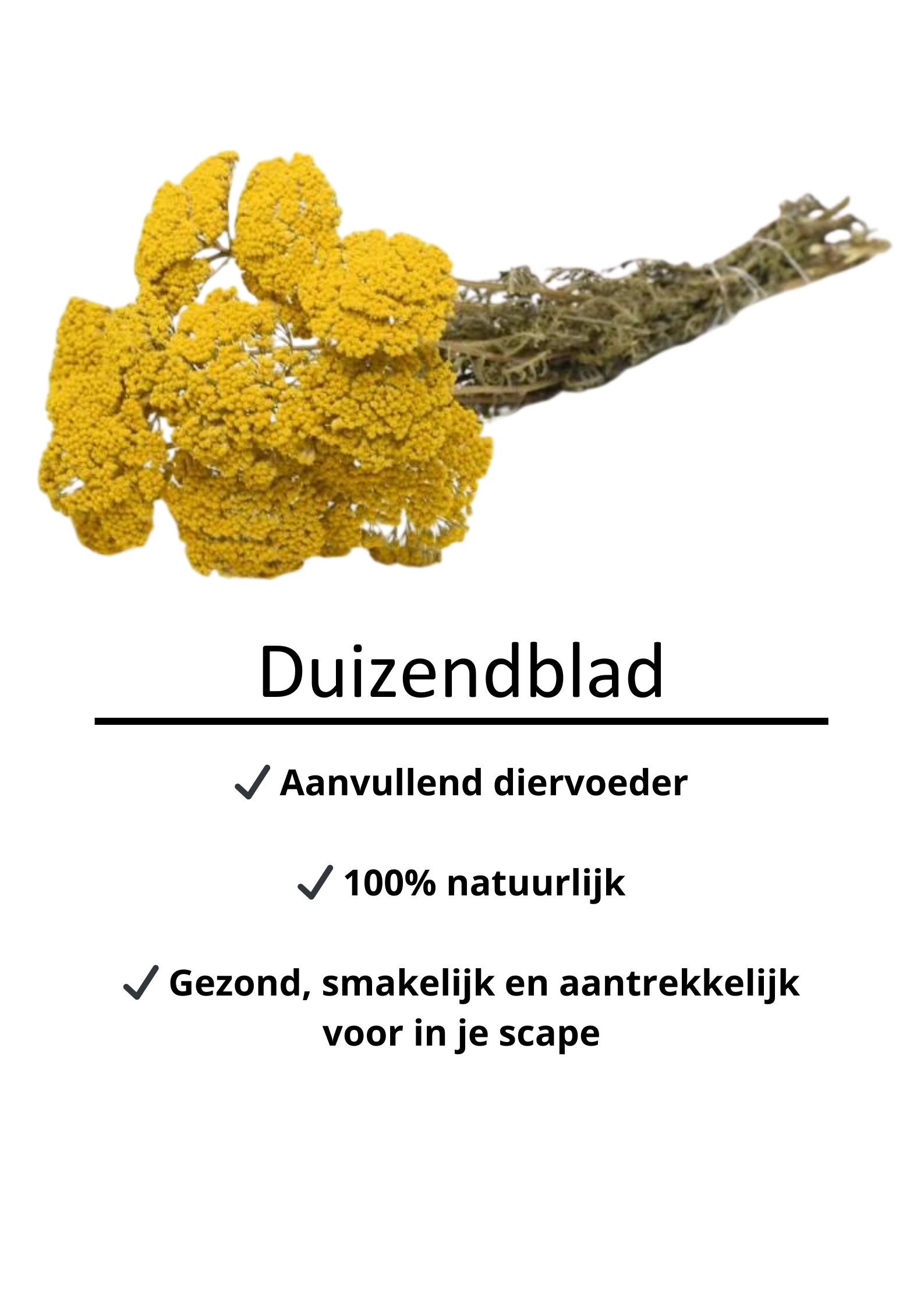 Duizendblad