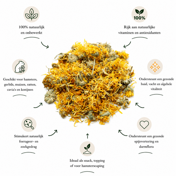 Goudsbloem / Marigold