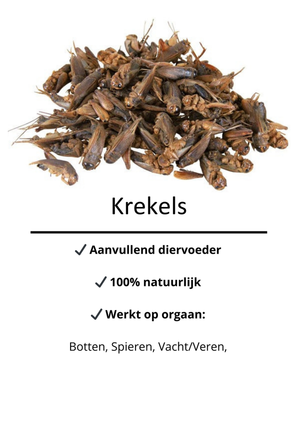 Krekels / crickets