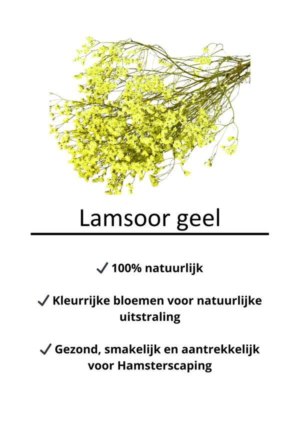 Lamsoor geel