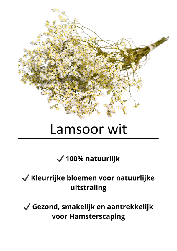 Lamsoor wit