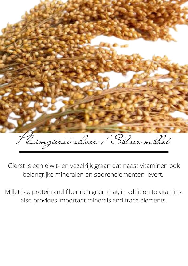 pluimgierstzilver-4.jpg