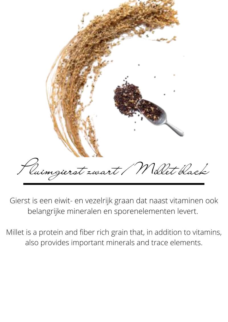 pluimgierstzwart-4.jpg